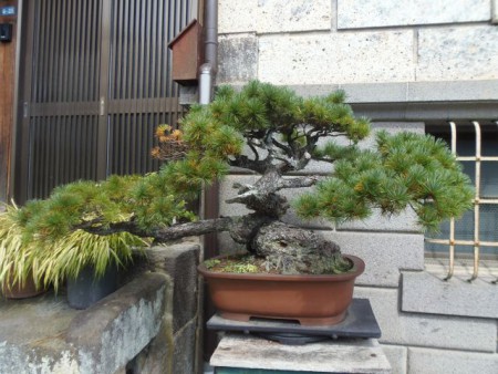 Ezt a bonsai fát csak úgy egyszerűen az utcán egy ház előtt találtam. 